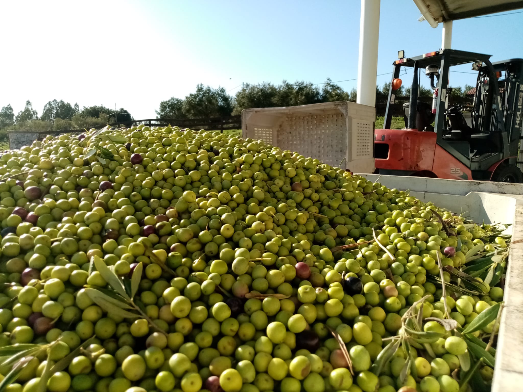 Aceite de Oliva Virgen Extra Sin Filtrar Cosecha 2026 | Preventa - Imagen 4