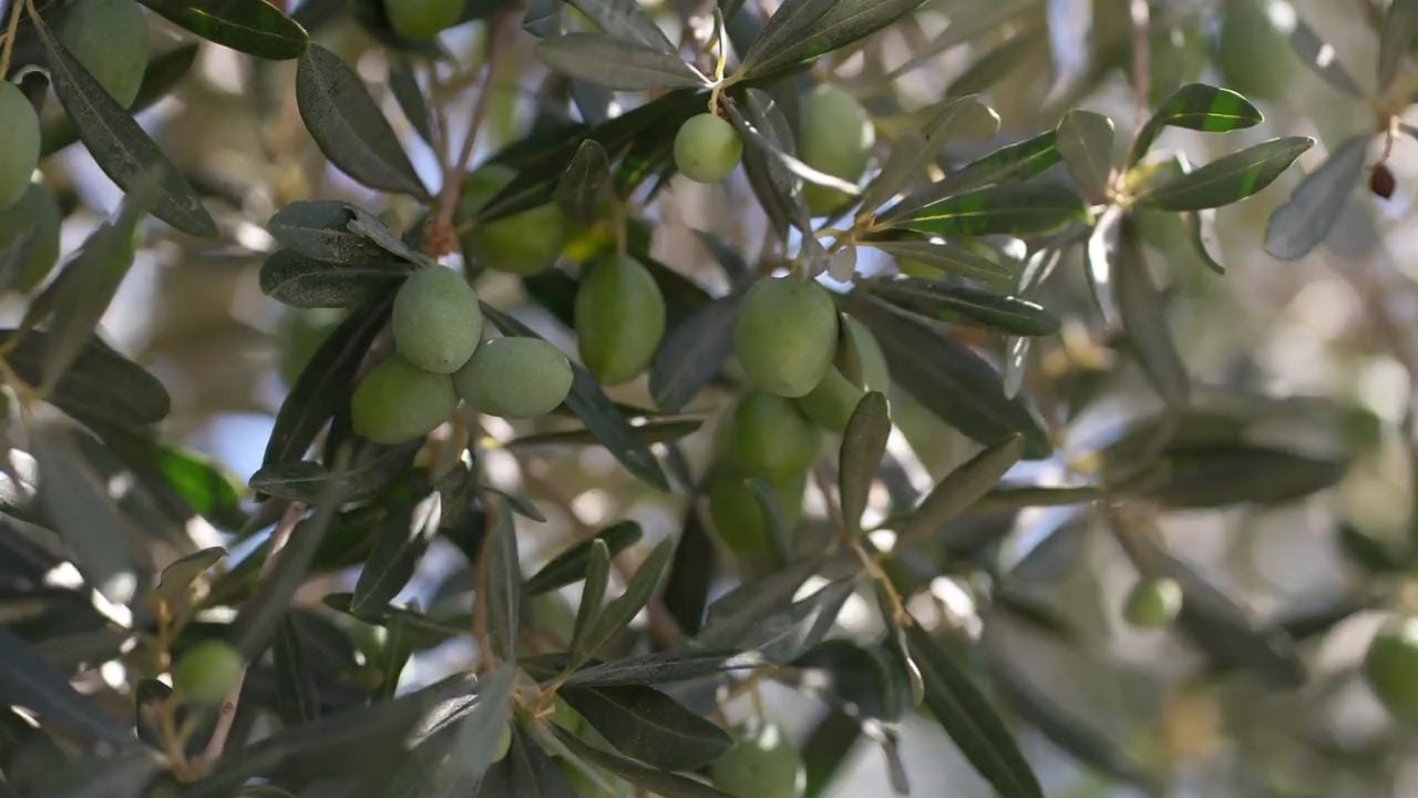 Aceite de Oliva Virgen Extra Sin Filtrar Cosecha 2026 | Preventa - Imagen 2
